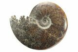 Polished Ammonite (Cleoniceras) Fossil - Madagascar #226295-1